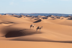 Sahara 2021